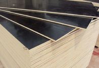 Water Boiled Proof Black Film Faced Plywood For Office Building Projects 2440x1220mm